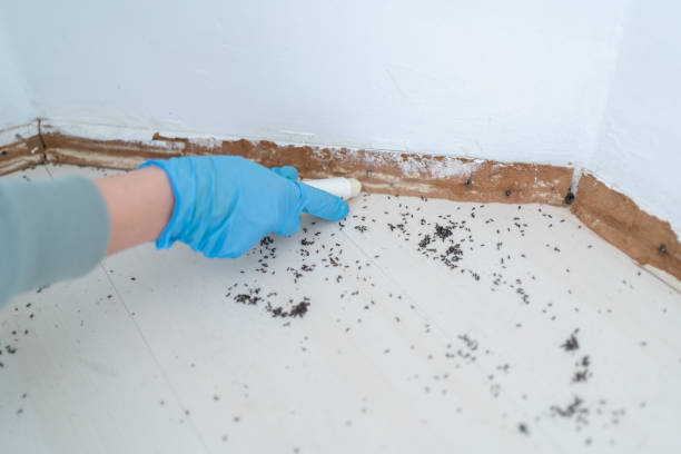 Best Affordable Pest Control Services  in Uintah, UT